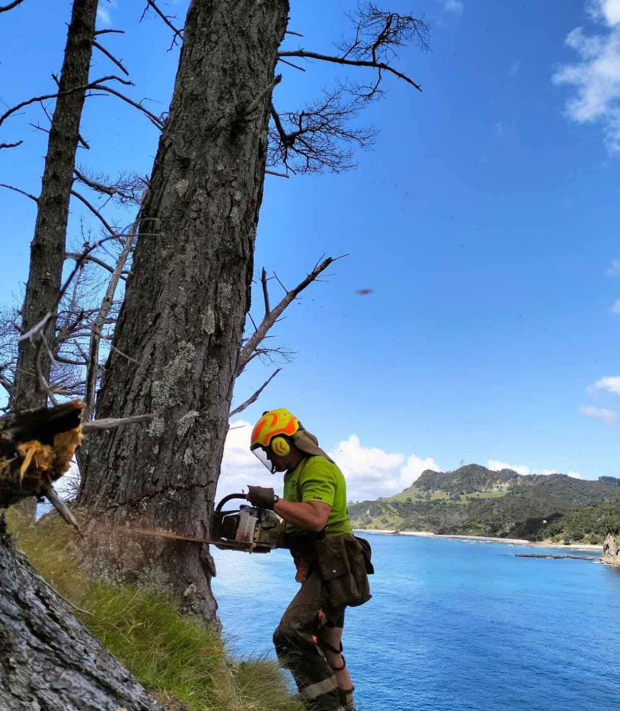 A Trees2Timber feller cutting a pine on a steep coastal slope above the sea