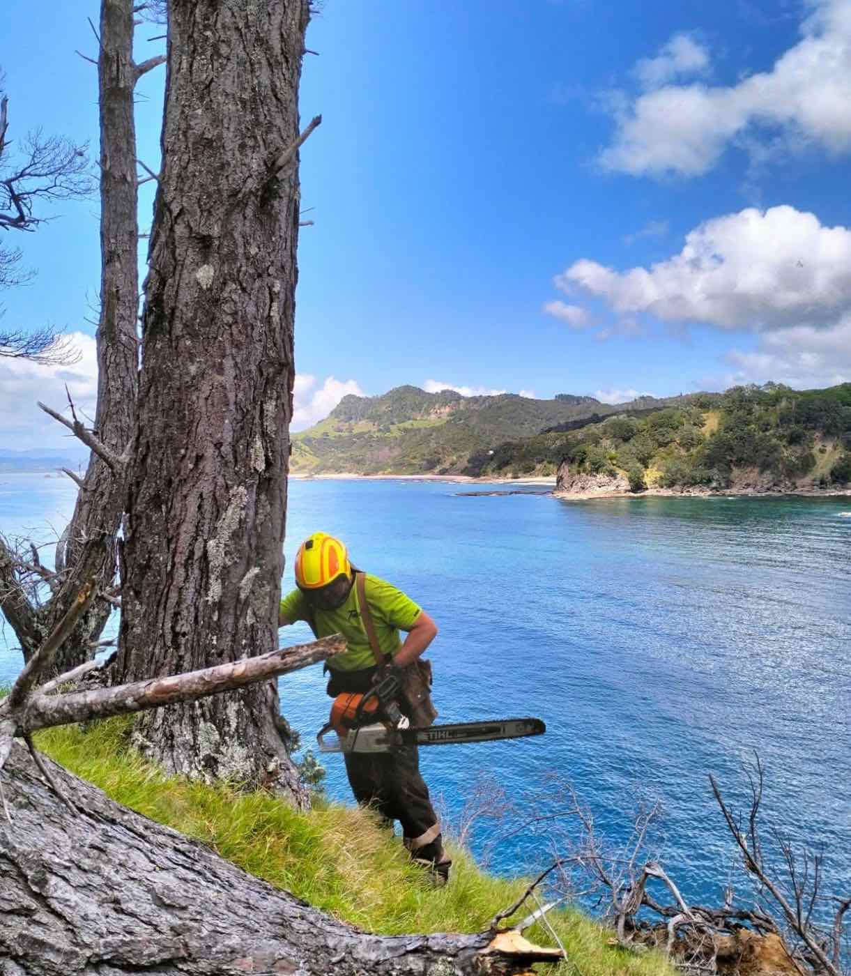 Felling dead pines on a coastal clifftop, with the bay behind