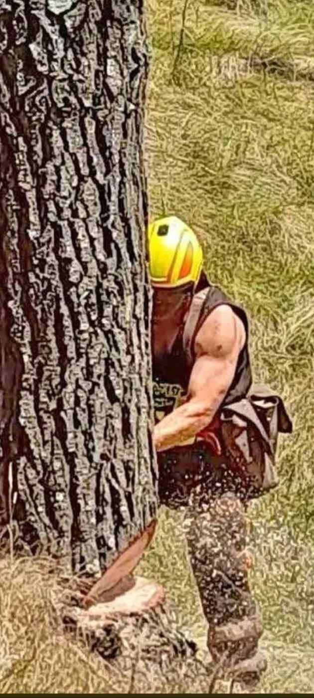 Cutting the scarf into the base of a large pine